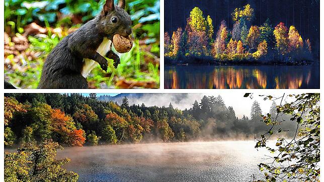 Herbstliche Impressionen unserer Leser (von links): Ein Eichhörnchen in Bad Säckingen, der Schluchsee und Nebel über dem Bergsee in Bad ...