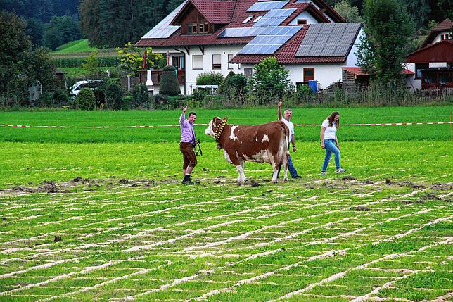 Bild 16: Die besten Bilder von der 22. Kuhschisslotterie in Seelfingen