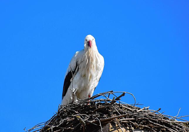 Bild 1: &bdquo;Ohhh, guck, d&lsquo; Storch isch da!&ldquo; Die Stockacher freuen sich, dass Hans wieder im Nest in der Oberstadt klappert