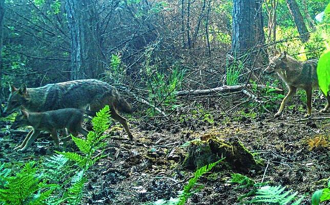 Diese Aufnahme vom vergangenen Jahr zeigt im Schwarzwald-Baar-Kreis den Goldschakal mit Welpen.