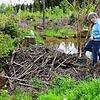 Landtagsabgeordneter Frank Bonath schaut sich den mächtigen Damm genau an, den Biber beim Binsenhof in Pfaffenweiler gebaut haben.