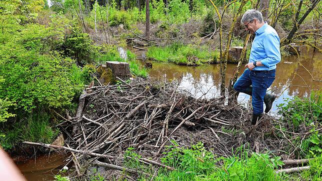 Landtagsabgeordneter Frank Bonath schaut sich den mächtigen Damm genau an, den Biber beim Binsenhof in Pfaffenweiler gebaut haben.