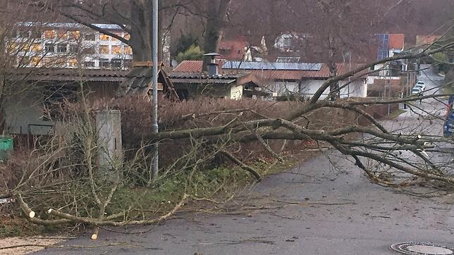 Umgestürzter Baum in der Kindlebildstraße