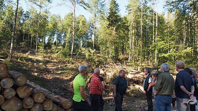 Dort, wo Fichten standen, ist jetzt gähnende Leere. Die Ausmaße des Nothiebs im Rheinfelder Wald sind deutlich zu erkennen. ...