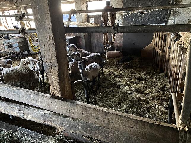 Das Veterinäramt wirft den Tierbesitzern vor, die Schafe nicht rechzeitig und richtig geschoren zu haben.