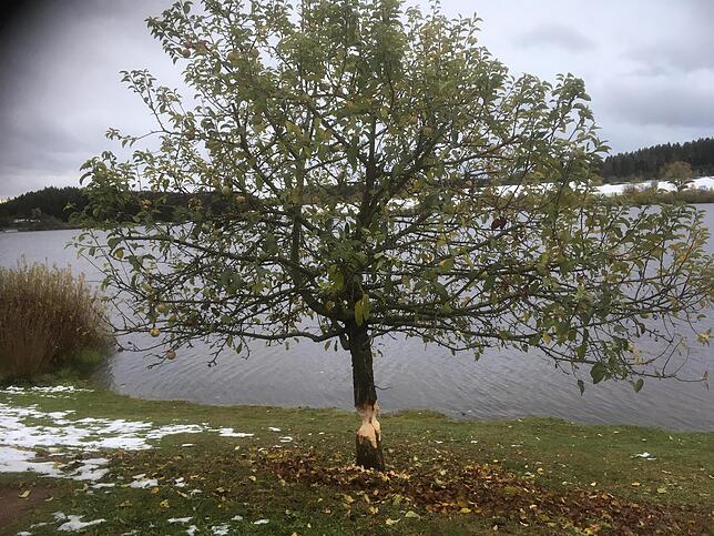 So sieht der einst stolze Osterbaum am Kirnbergsee heute aus: Kräftige Zähne haben ganze Arbeit am Stamm geleistet.