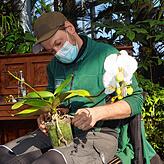 Steffen Pohlenz, Leiter des Rosengartens, bindet geschickt einen Haltedraht an den Blumentopf mit der Orchidee.