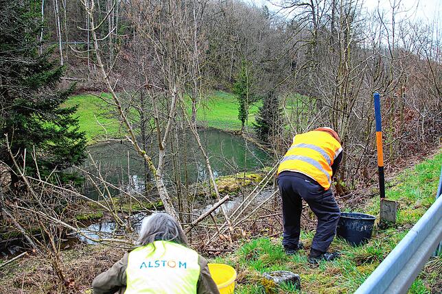 Auf der anderen Straßenseite werden die 147 gesammelten Kröten Richtung Fischteich entlassen.