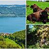 Bodensee, Bisons, Natur: Auf Wanderwegen rund um Stockach lässt sich viel entdecken