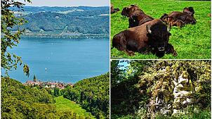Bodensee, Bisons, Natur: Auf Wanderwegen rund um Stockach lässt sich viel entdecken