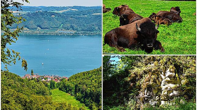 Bodensee, Bisons, Natur: Auf Wanderwegen rund um Stockach lässt sich viel entdecken