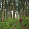 Ein Spaziergang im Wald zwischen Donaueschingen und Wolterdingen: Im Forst möchte sich Donaueschingen nicht vom Land reinreden lassen ...