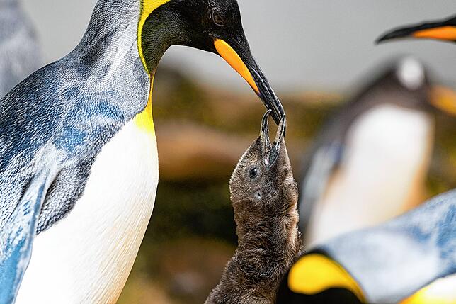 Die Mutter sorgt sehr gut für ihr Junges und füttert es mit hervorgewürgtem Fischbrei.