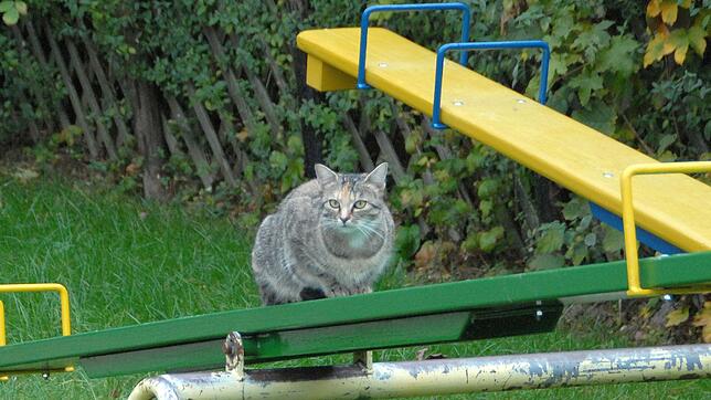Freilaufende Katzen sind häufig krank. Sie müssen in Schramberg künftig kastriert und registriert werden. Bild: Martin Himmelheber