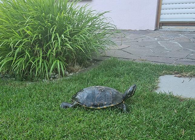 Unter dem Namen Olga lebte Schildkröte Morla einige Tage bei Christian Korb vom Stockacher Ordnungsamt. Dabei entstand dieses Bild. ...