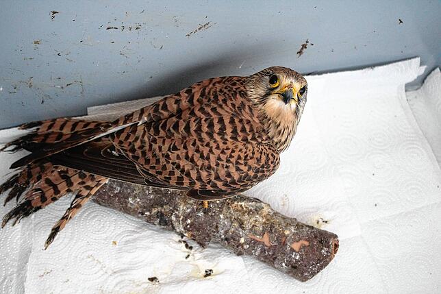 Die ersten zwei Wochen seiner Rehabilitation verbrachte der Turmfalke in einer kleinen Box. Der Raum musste begrenzt sein, damit er ...