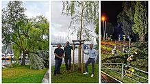 Feuerwehrkommandant Steffen Bretzke (links), Gemeindeförster Alexander Fischer und Bürgermeister Christoph Stolz stehen bei einem Baum ...