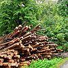 Dieses im Hertener Wald geschichtete Holz stammt von kranken Bäumen.