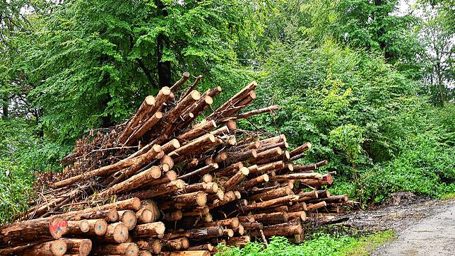 Dieses im Hertener Wald geschichtete Holz stammt von kranken Bäumen.