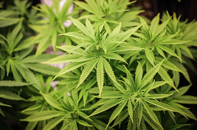 Nachdem der Socialclub aus Konstanz die Genehmigung vom Regierungspräsidium Freiburg bekommen hat, darf der Verein Cannabis anbauen.