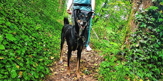 Guinness sucht ein neues Zuhause.