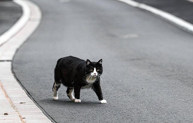 Eine Katze geht über eine Straße. Aber wohin nur? Wissenschaftler verfolgen sie über einen Sensor.