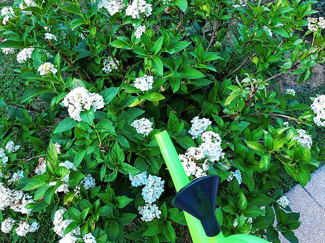 Den Hausgarten gießt Michaela Berthold-Sieber am frühen Morgen, im Bild eine Hortensie. (Symbolbild)