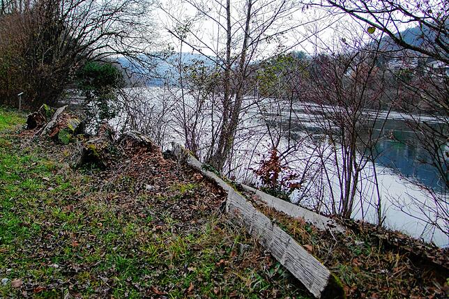 Fast schon in der Uferlandschft verschwunden sind die einst in Form gebrachten und in Fließrichtung des Rheins ausgerichteten Baumstämme ...