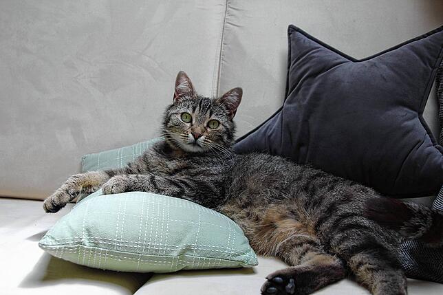 Seit ihrer Rückkehr zieht Katze Betty das heimische Sofa der Natur vor.