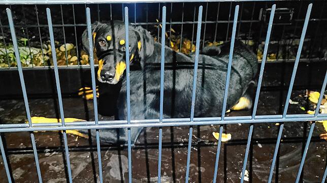 15 Monat streunte Marlo in der Grenzregion. Nun ist er erst einmal im Tierheim untergekommen.