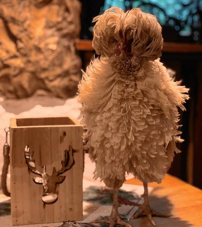 Das Paduaner Haubenhuhn Erna war ein echter Hingucker und sorgte nicht nur beim Seniorchef für große Freude, sie half ihm auch als ...