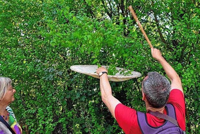 Ein paar Mal auf den Busch klopfen und ein Sprungtuch bereithalten: So lassen sich am schnellsten einige Insekten und Spinnen einsammeln.