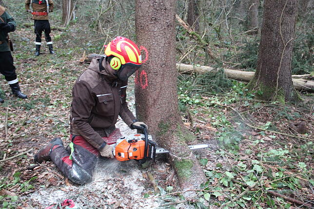 Bild 3: So kommt der Narrenbaum vom Wald in die Stadt