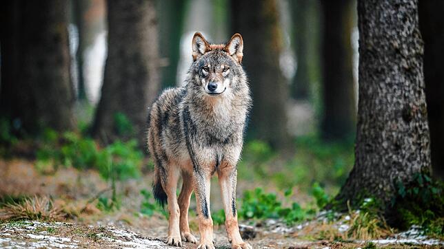 Wölfe haben in der Gemeinde Bernau Zäune überwunden und zwei Rinder gerissen. Das könnte Konsequenzen für die Tiere haben. Hier ein Bild ...