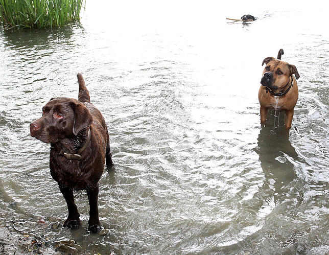 Auch Hunde wollen im Sommer ihren Badespaß und Abkühlung. Daran stören sich jedoch Passanten und Badende. Einen extra Hundebadeplatz ...