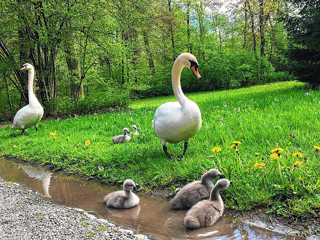 Wie überall: Der neugierige Nachwuchs beschäftigt die Eltern.