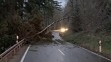 Ein umgestürzter Baum liegt auf der Strecke Wehr in Richtung Bergalingen. Im westlichen Landkreis gab es derartige Vorfälle vereinzelt, ...