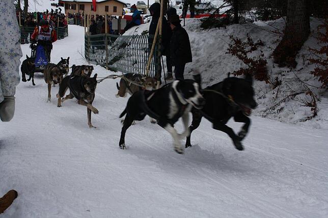 Bild 48: Das Internationale Schlittenhunderennen in Todtmoos 2019 in Bildern