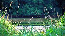 Bild : Streit im Gemeinderat: Wie geht es mit dem Belaher Weiher weiter?