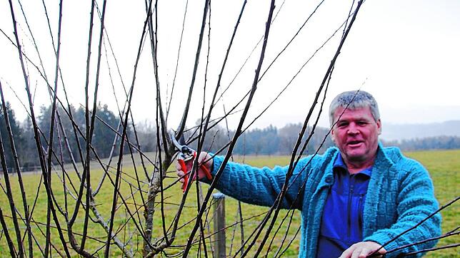 Edgar Koller zeigt, wie ein Obstbaum in den jeweiligen Altersstufen geschnitten wird. Bild: Obst- und Gartenbauverein