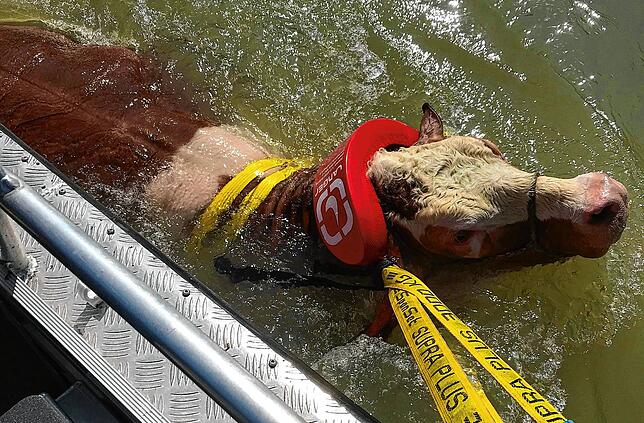 Bei starker Strömung rettet die Feuerwehr Laufenburg eine Kuh aus dem Rhein: Eine solche Rettungsaktion wie hier im Jahr 2019 kommt am ...