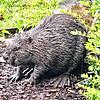 Ein Biber hat sich in einen Garten im Stühlinger Kirchweg verirrt.