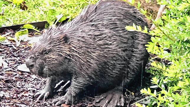 Ein Biber hat sich in einen Garten im Stühlinger Kirchweg verirrt.