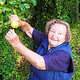 Hildegard Schäffner hat zu jedem Baum eine persönliche Beziehung. Besonders stolz ist sie auf ihren Schafsnasen-Apfelbaum.