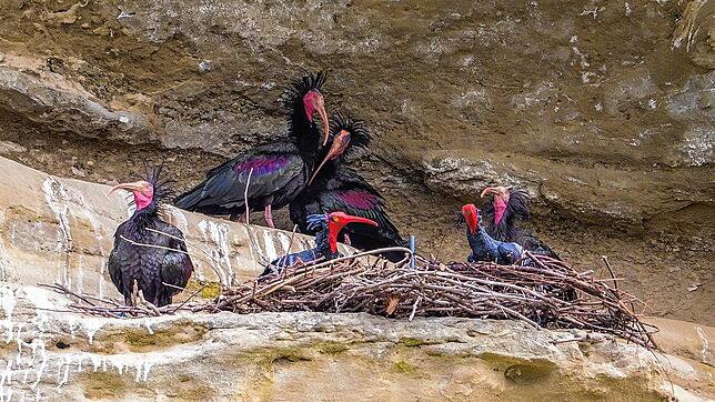 Die Waldrappe in der Nische am Katharinenfels im April 2024 – nun haben die Vögel Nachwuchs bekommen (Archivbild).