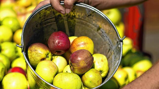 Mostäpfel werden geerntet und in einem Eimer gesammelt. Die meist von Streuobstwiesen stammenden Früchte sind Grundlage besonders ...