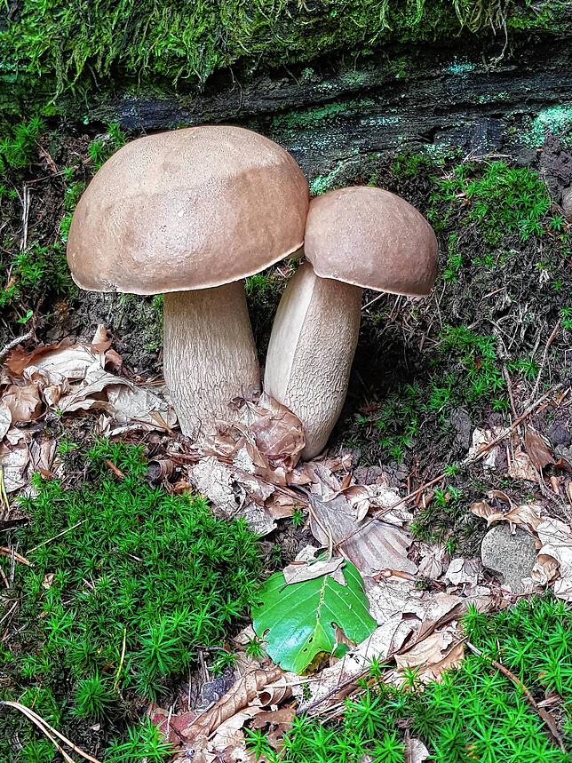 Der Sommersteinpilz machte sich dieses Jahr eher rar.