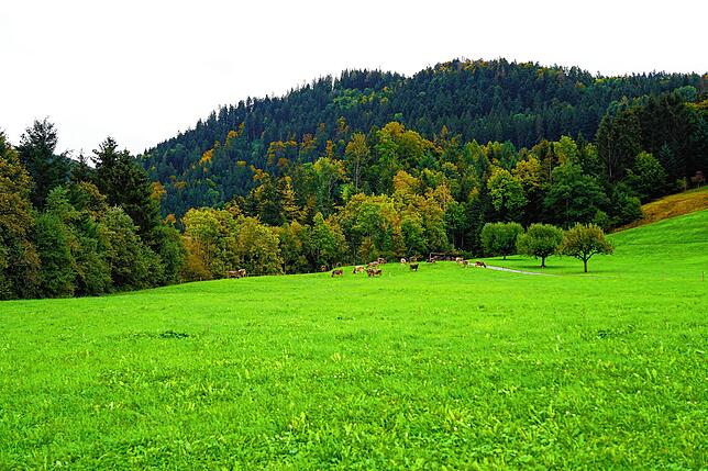 Rund um das Gefängnis Bostadel im Kanton Zug sieht es idyllisch aus. Kühe grasen auf einer Weide, ein Wald umgibt die Haftanstalt. ...
