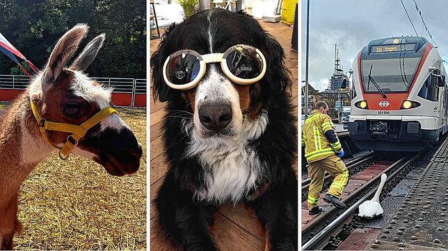 Bild : Rückblick auf 2023 &ndash; Diese tierischen Geschichten haben sich in Konstanz abgespielt