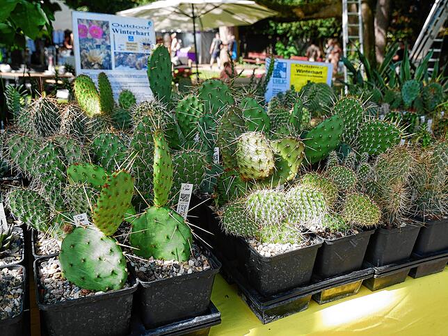 Bild 8: Die schönsten Bilder von der DIGA-Gartenmesse im Bad Säckinger Schlosspark